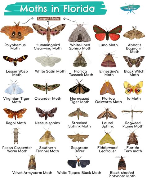 florida moths