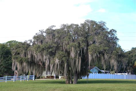 florida oak trees