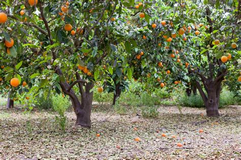 florida orange