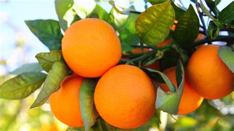 florida oranges