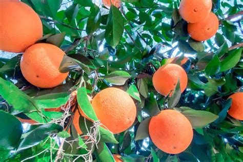 florida oranges strain