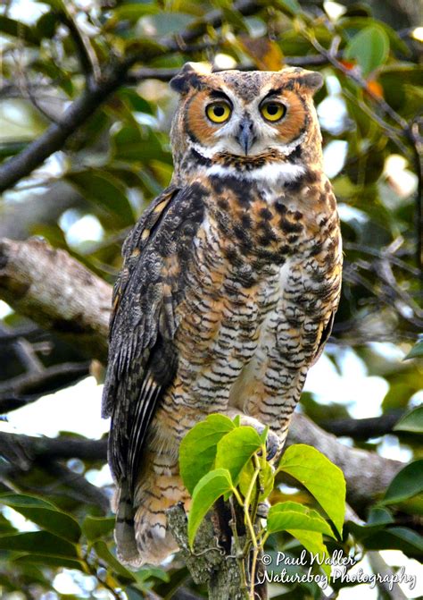 florida owls