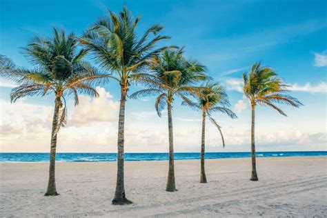 florida palm trees