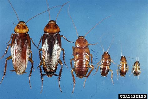 florida palmetto bug