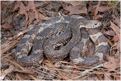 florida pine snake