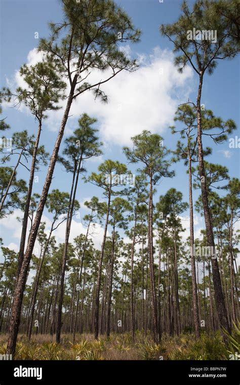 florida pine trees
