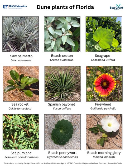florida plants