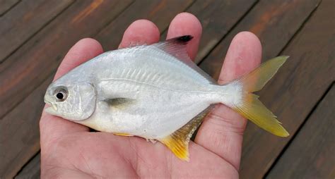 florida pompano fish