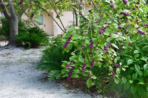 florida privet