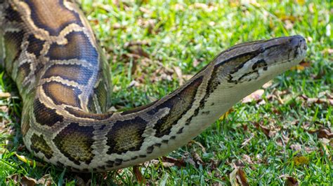florida python