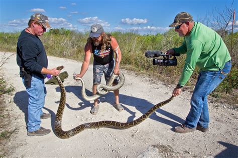 florida python challenge