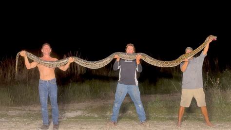 florida python everglades