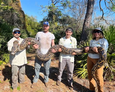 florida pythons
