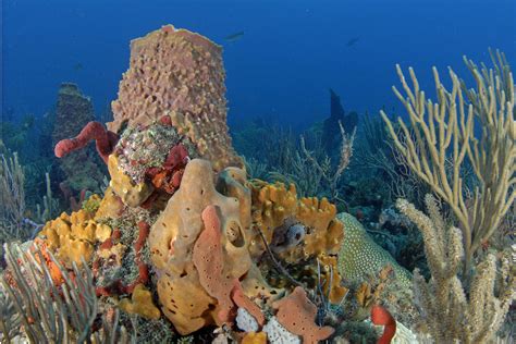florida reef