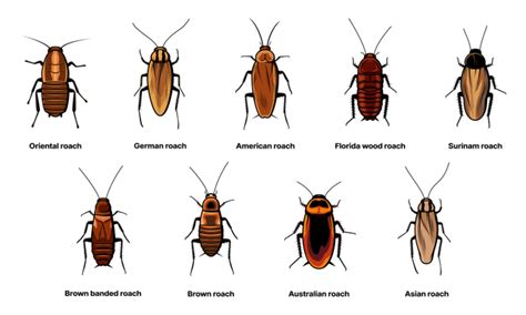 florida roaches