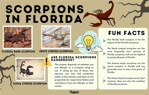 florida scorpions