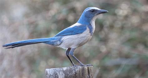 florida scrub jay