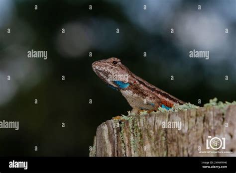 florida scrub lizard