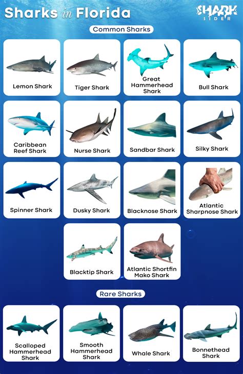 florida sharks