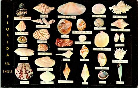 florida shells