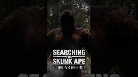florida skunk ape