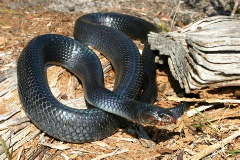 florida snake
