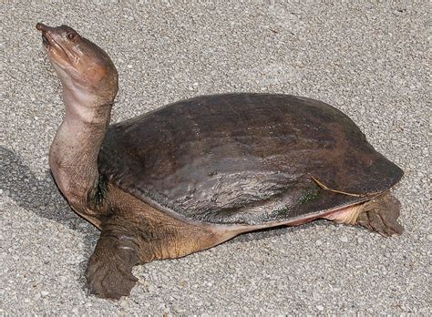 florida snapping turtle