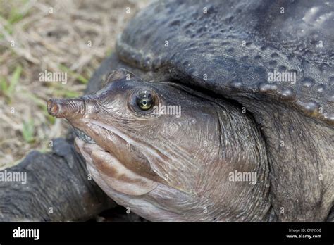 florida softshell turtle