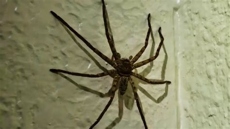 florida spider