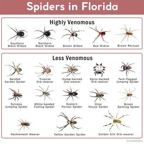 florida spiders