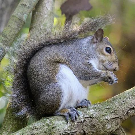 florida squirrels