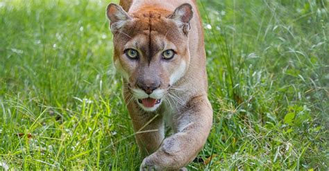 florida state animals
