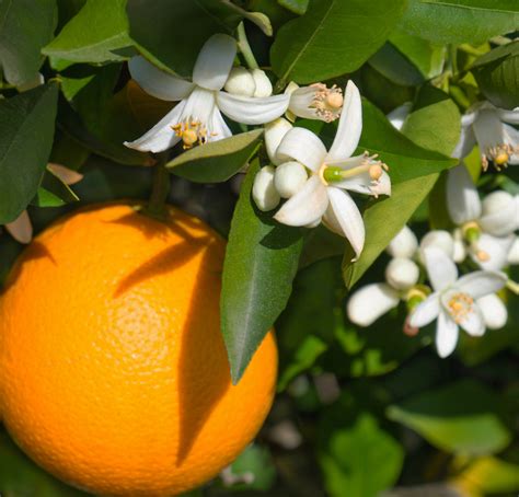 florida state flower