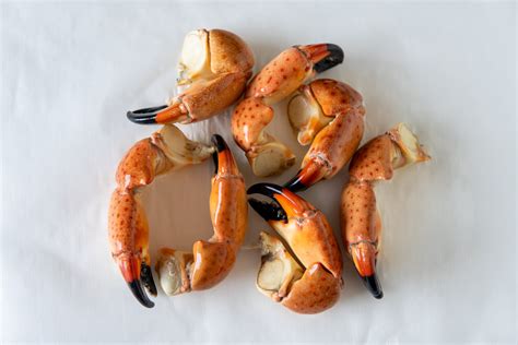 florida stone crab
