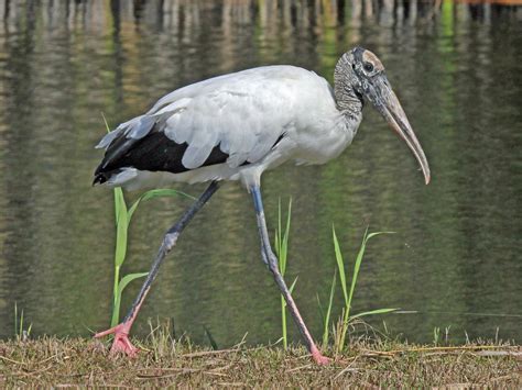 florida stork