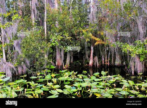 florida swamp