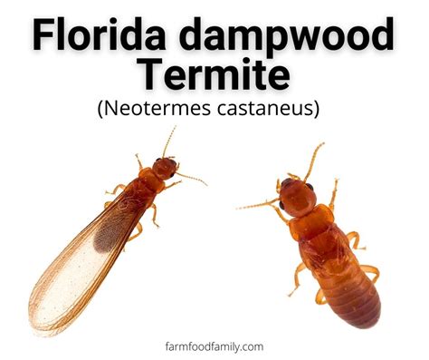 florida termites