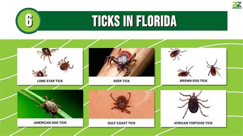 florida ticks