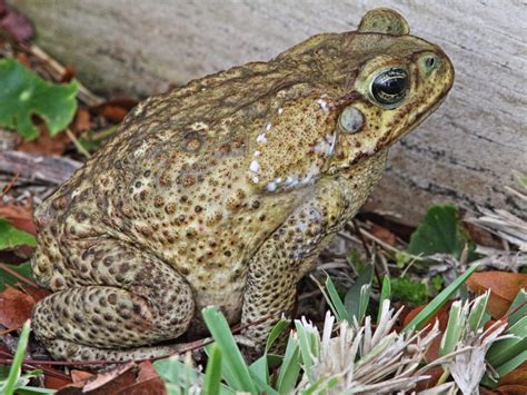 florida toads