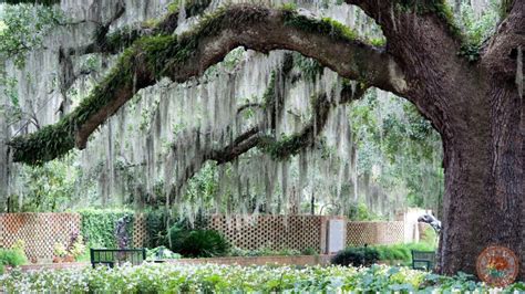 florida tree