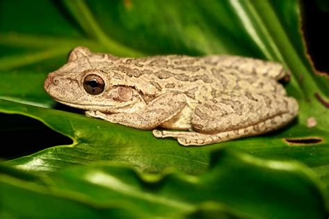 florida tree frogs
