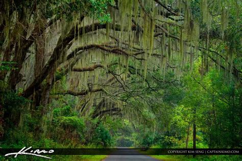 florida tree moss