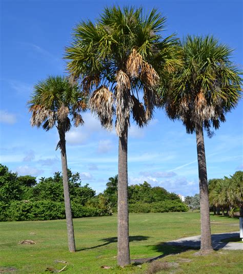 florida tree state