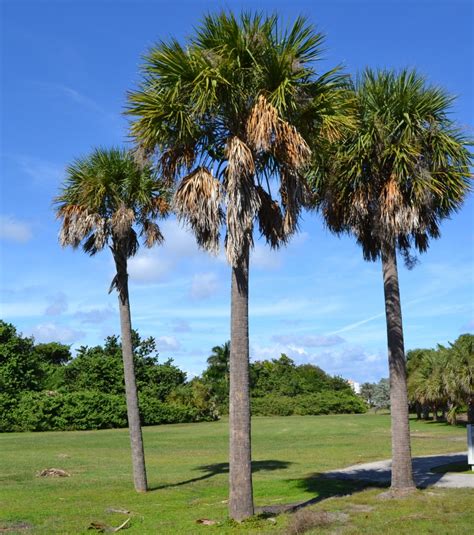florida trees