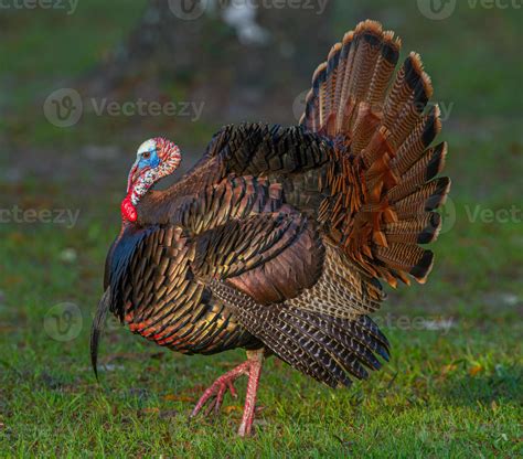 florida turkey