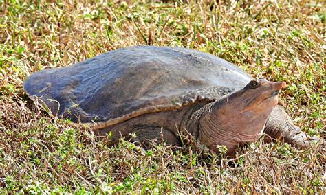florida turtles