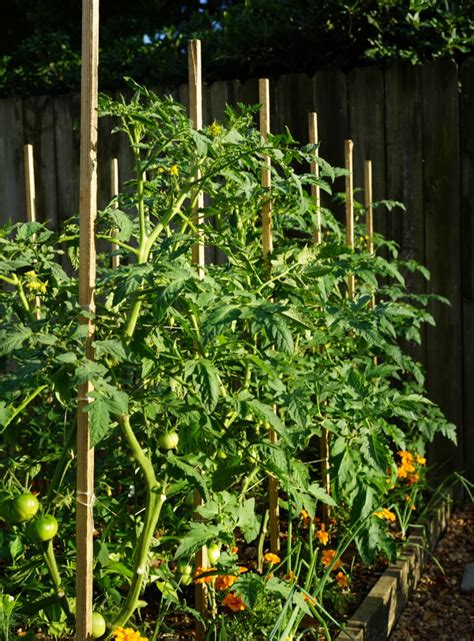 florida weave tomatoes