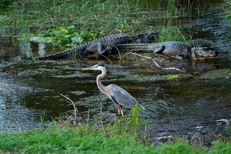 florida wild