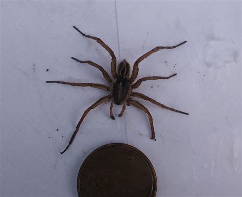 florida wolf spider