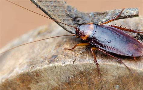 florida wood roach